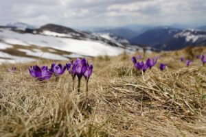 Spring in colorado anxiety counseling